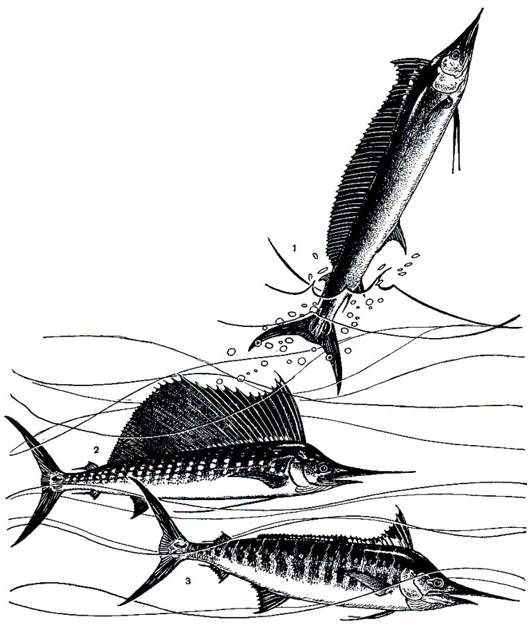 . 203. : 1 -  (Tetrapturus angustirostris); - 2  (Istiophorus platypterus); 3 -   (Makaira nigricans)