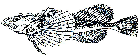 . 211.  ,   (Triglopsis quadricornis)