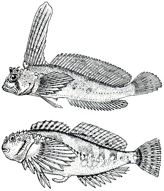 . 213. - (Nautichthys oculofasciatus) -    - (Clinocottus globiceps) - 