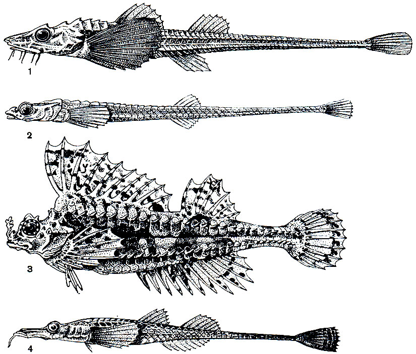 . 216. : 1 -  (Leptagonus decagonus); 2 -  (Aspidophoroides monopterygius); 3 -  (Agonomalus proboscidalis); 4 -  (Pallasina barbata)