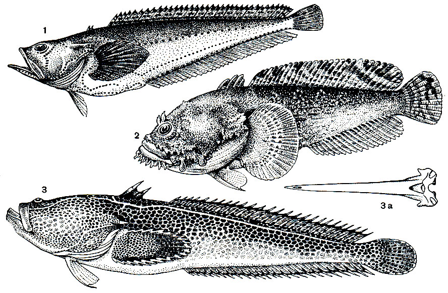 . 219. : 1 - - (Porichthys porosissimus); 2 - - (Opsanus tau); 3 -  (Thalassophryne reticulata)  3 -   