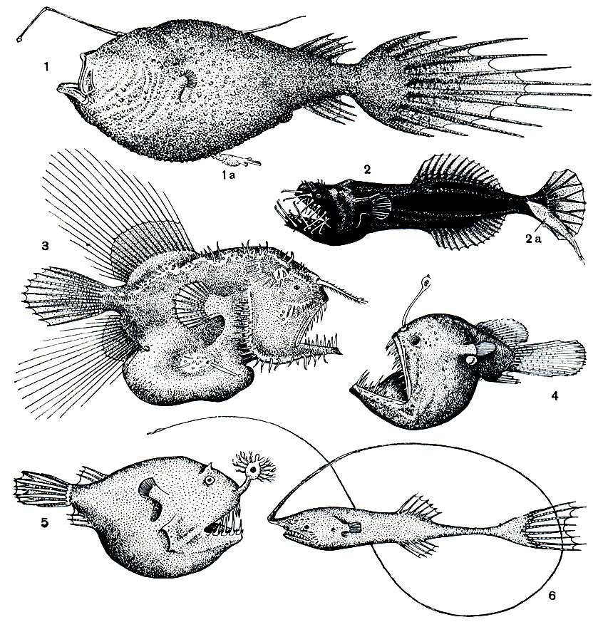 . 221.  : 1 -   (Ceratias holboelli)    (1); 2 -  (Neoceratias spinifer)    (2), 3 -  (Caulophryne jordani); 4 -  (Melanocetus apogon); 5 -  (Borophryne apogon); 6 -  (Gigantactis macronema)
