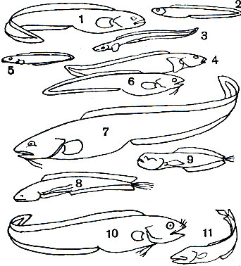 Таблица 21. Представители семейств Zoarcidae, Ophidiidae, Brotulidae: 1 - европейская бельдюга (Zoarces viviparus); 2 - зеленый гимнелис (Gymnelis viridis); 3 - пятнистый лиценхелис (Lycenchelys kolthoffi); 4 - ликод Эсмарка (Lycodes esmarki); 5 - зоархия (Zoarchias neglectus); 6 - ошибень (Ophidion rochei); 7 - конгрио (Genypterus blacodes); 8 - бассогигас (Bassogigas profundissimus); 9 - баратронус (Barathronus parfaiti, семейство афионовые); 10 - многоусая бротула (Brotula multibarbata); 11 - стигикола (Stygicola dentata)