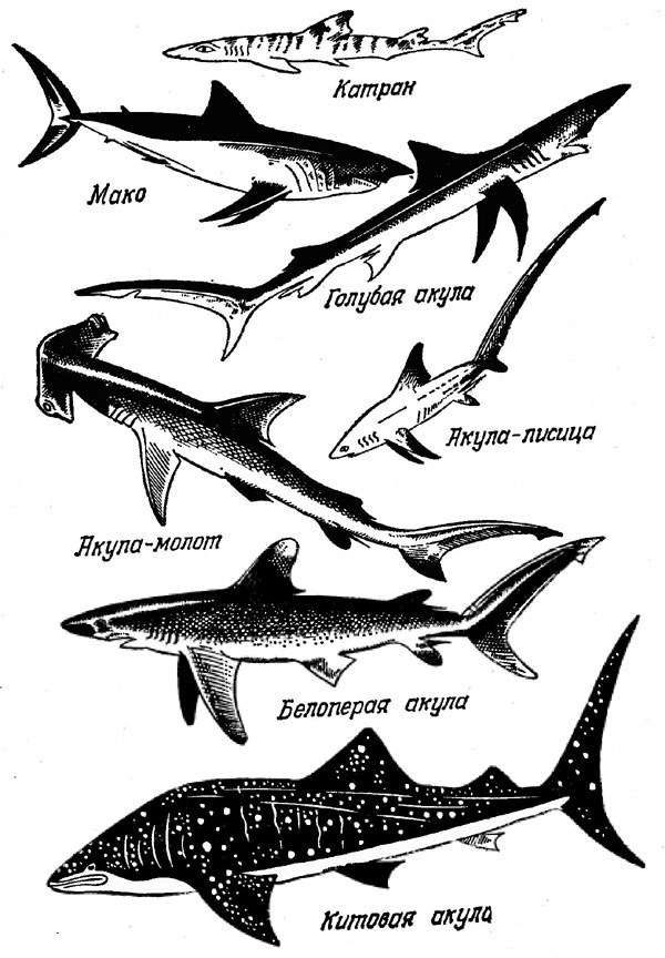 Реферат: Китовая акула