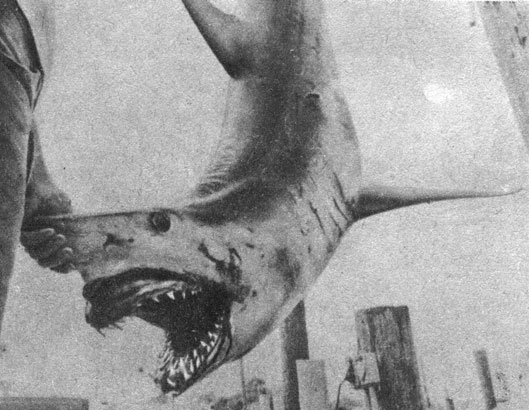 'Фабрика зубов'. На этом снимке видны несколько рядов зубов акулы-мако, пойманной недалеко от Монток-Пойнта в штате Нью-Йорк. По мере того как акула теряет передние зубы, задние передвигаются на их место