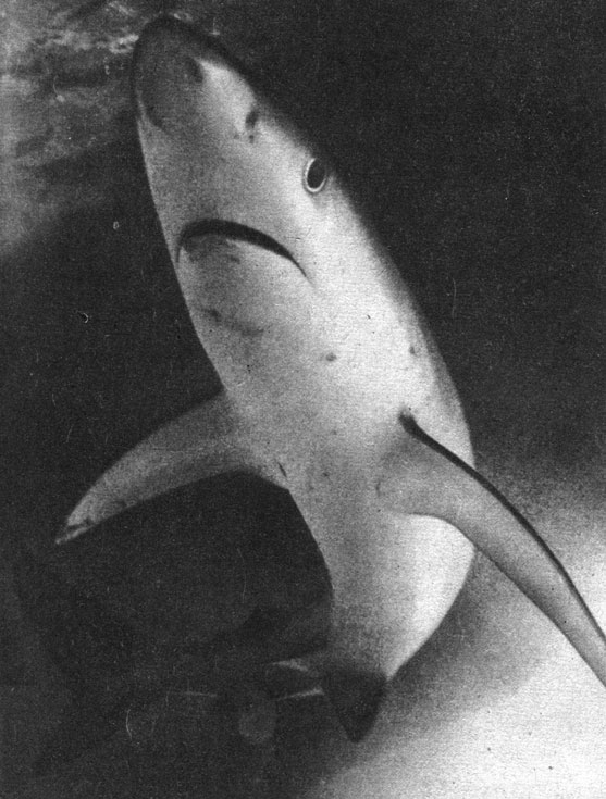 Грациозный убийца. Синяя акула длиной более 1,8 метра маневрирует под водой при помощи длинных грудных плавников