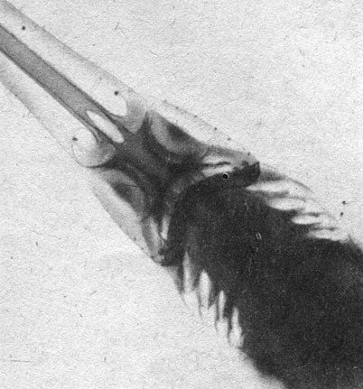 Редкий рентгеновский снимок. Видна причудливая форма черепа акулы-пилы, которая придает голове этой хищницы сходство с птичьей головой