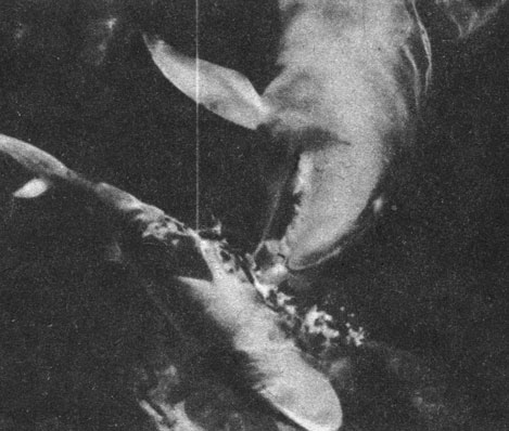 Дельфин против акулы. Дельфин, обученный нападать на акул, таранит мертвую акулу, которую протаскивают через бассейн на буксире. Эксперимент проводился в Моутской морской лаборатории в Сарасоте, штат Флорида