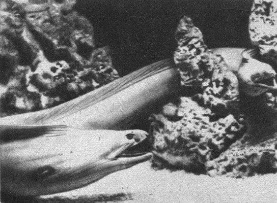 Двуглавое чудище. Две мурены, выползающие из расщелины, кажутся на этом снимке двумя головами одного животного. Снимок сделан в Морском аквариуме в Майами