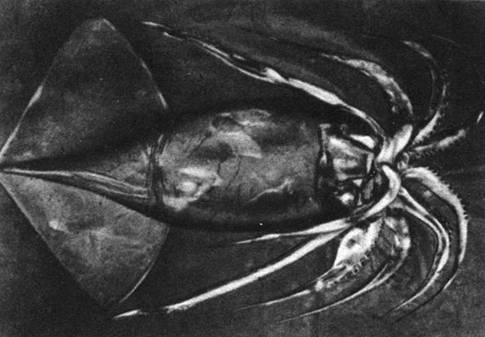 Глубоководное чудовище. На этом снимке изображен маленький - всего 1,8 метра длиной - экземпляр гигантского кальмара, пойманный и сфотографированный экипажем исследовательского судна в конце XIX века