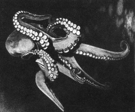 Страшные объятия. Гигантский тихоокеанский осьминог, размах щупалец которого достигает 10 метров, довольно часто встречается в районе северо-западного побережья Северной Америки. Этот осьминог - житель холодных вод