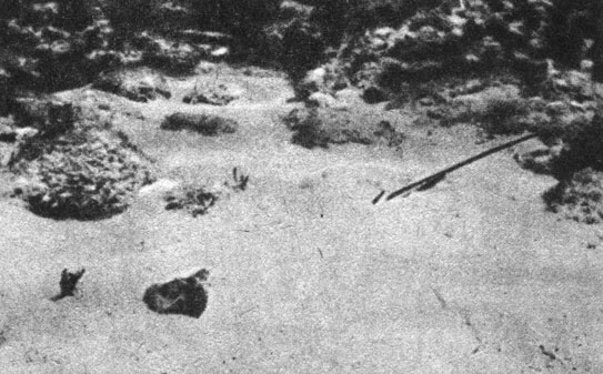 Опасный невидимка. Ядовитый скат, спрятавшийся в песке среди кораллов острова Большая Багама, почти незаметен. Наступивши на него получит удар длинного хвоста, конец которого усажен ядовитыми колючками