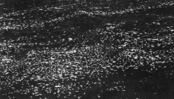 Смертоносный прилив. Масса микроорганизмов Gymnodinium brevis, образует так называемый красный прилив, который убивает рыбу. На снимке показана погибшая рыба, плавающая на поверхности моря возле острова Санибель, во Флориде