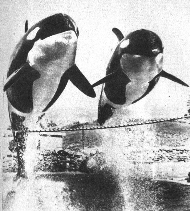 'Морской мир'. Летающие киты. Две дрессированные косатки, питомцы океанариума 'Морской мир' в Сан-Диего по сигналу дрессировщика прыгают через веревку. Каждая из косаток весит около двух тонн