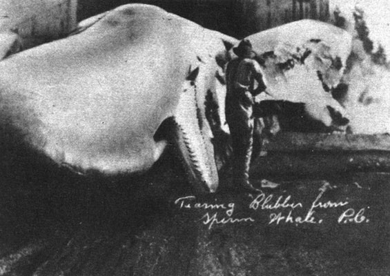 Китобои за работой. На этой старинной фотографии видно, как китобои срезают жир с туши кашалота. Снимок сделан на китобойной базе в Порт-Армстронге, на Аляске. Кашалот лежит головой к фотографу