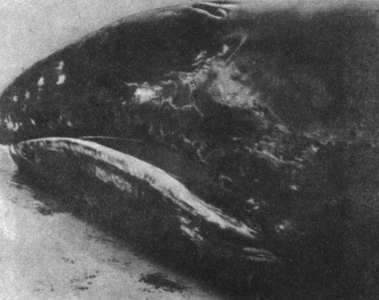 Гигантское сито. В пасти этого серого кита видны пластины китового уса. Они позволяют киту отцеживать из воды крошечные живые организмы, которыми питается это гигантское животное. На снимке видно также дыхало, расположенное в верхней части головы кита