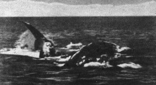 Влюбленные титаны. Два огромных серых кита спариваются в теплой воде лагуны Скаммона возле берегов пустынной Байя Калифорнии