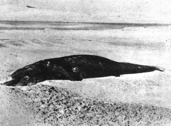 Погибший детеныш. Полузанесенная песком туша детеныша серого кита лежит на берегу лагуны Скаммона, которая для калифорнийских серых китов остается основным районом размножения и вскармливания потомства
