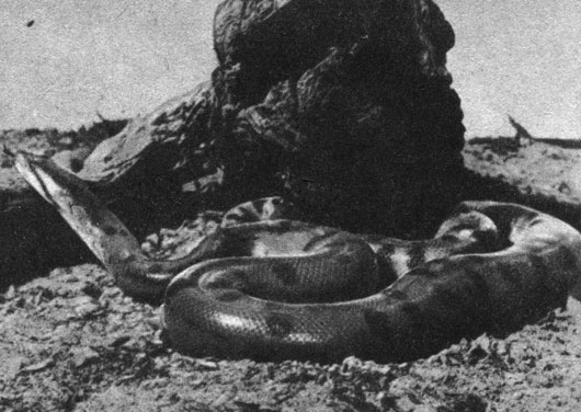Речное чудовище. Анаконда, встречающаяся в реках Южной Америки, достигает более 10 метров в длину и является, по-видимому, самой крупной змеей на Земле