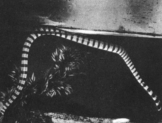 Морская змея. Полосатая морская змея, всю свою жизнь проводящая в воде, способна пересечь океан. Этот экземпляр сфотографирован в Нью-Йоркском аквариуме