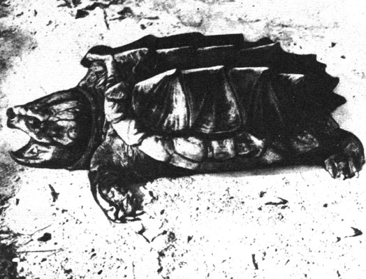 Тяжеловес. Эта гигантская грифовая черепаха весит 90 килограммов. Она не выслеживает и не преследует свою добычу, а спокойно лежит на дне, играя особым язычком, напоминающим извивающегося червя, - и обманутая рыба сама заплывает в пасть черепахи