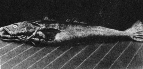 Странная рыба. Эту рыбу, длина которой составляет около полутора метров, выловили на глубине 2000 метров члены экспедиции исследовательского судна 'Альбатрос' в 1888 году. Вскоре после того как был сделан этот снимок, один из матросов выбросил рыбу в море - к великой досаде ученых, которые никогда не видели подобного существа