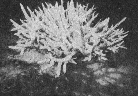 Основой коралловых рифов во всем мире являются колонии мадрепоровых кораллов. Они состоят из сотен или даже тысяч крошечных, имеющих щупальца животных, совокупность скелетов которых образует прочный каменистый массив. Из бесчисленных известковых скелетов в течение бесчисленного количества лет создавались коралловые рифы. Это - вид, относящийся к наиболее многочисленному и распространенному роду Acropora