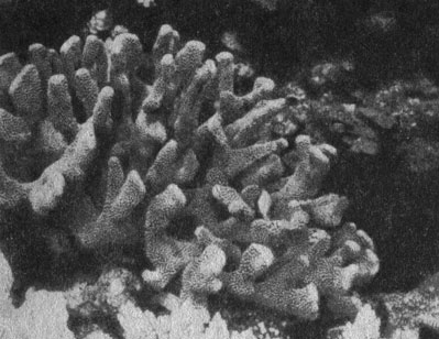 Некоторые виды кораллов имеют весьма широкое распространение, как, например, Pocillopora eydouxi, встречающаяся почти повсюду в Индо-Пацифике. Распространение же многих других видов ограничено сравнительно небольшими районами: Turbinaria heronensis была найдена только на Большом Барьерном рифе, то есть в одном из самых богатых кораллами районе. Причины, по которым одни виды широко распространены и обычны, а другие редки и встречаются лишь в ограниченных районах, пока неизвестны