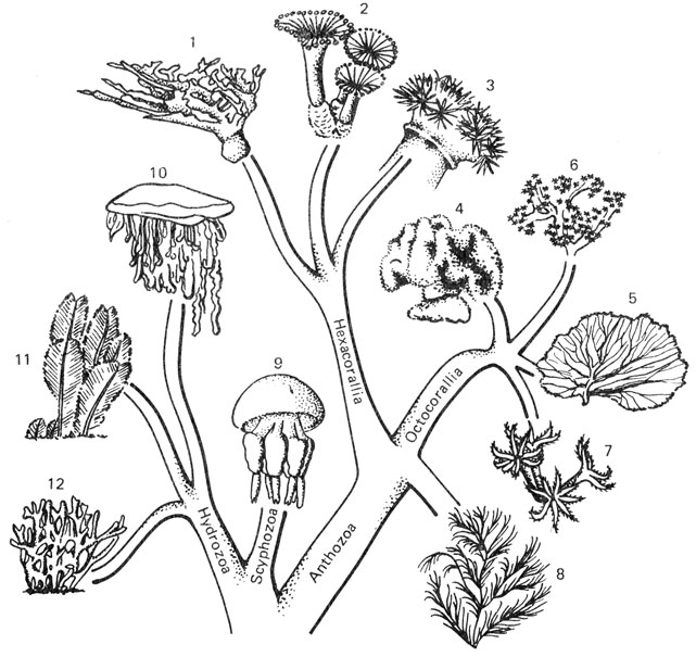 Рис. 4. Упрощенное родословное древо типа кишечнополостных (тип Coelenterata). Отряд Madreporaria, мадрепоровые кораллы (1), к которому принадлежит большинство рифостроящих кишечнополостных, относится к классу Anthozoa - коралловых полипов (правая часть древа) и вместе с отрядом Zoantharia - зоантариями (2) и отрядом Actiniaria - актиниями, или морскими анемонами (3), составляет подкласс Нехасоrаlliа - шести-лучевых коралловых полипов. Другая ветвь Anthozoa - подкласс Octocorallia (восьми-лучевые коралловые полипы) - включает в себя отряд Alcyonaria - альционарий, или мягких кораллов (4, 6), и отряд Gorgonaria - горгонарий, или роговых кораллов (5). Ответвление, обозначенное цифрой 7, тоже принадлежит к подклассу Octocorallia (на схеме показан внешний вид полипов, относящихся к этому подклассу) и включает в себя отряд Stolonifera - столонифер (сюда относится Tubipora musica - органчик, или органный коралл) и отряд Helioporida - голубых, или солнечных, кораллов. Последних еще называют ложными кораллами, так как их скелет похож на массивные скелеты Madreporaria. Драгоценные черные кораллы отряда Antipatharia (8) образуют самостоятельное ответвление от общего ствола Anthozoa. Этот отряд или считают подклассом, равноценным подклассам шестилучевых и восьмилучевых коралловых полипов, или включают в состав Нехасоrаlliа. Для класса Anthozoa типично наличие в жизненном цикле только полипоидного, прикрепленного поколения, размножающегося и бесполым путем (почкование), и половым путем. Другая линия развития типа кишечнополостных (на схеме она идет влево) характеризуется наличием в жизненном цикле двух последовательно чередующихся поколений: прикрепленных полипов, размножающихся только бесполым путем (почкованием), и свободноплавающих медуз, для которых характерно только половое размножение. Медузы и полипы в типичном случае обязательно правильно сменяют друг друга в жизненном цикле этих мета-генетических форм*. Медузы выпочковываются бесполым путем на колониях полипов, отрываются от них и уплывают. Полипы же развиваются из личинок, образующихся в результате дробления оплодотворенного яйца медузы. Левая часть родословного древа отделяет от себя ветвь сцифоидных медуз - класс Scyphozoa (9) и линию, идущую к классу гидроидных (класс Hydrozoa). Последняя представлена плавающими колониями подкласса Siphonophora - сифонофор (10), такими, как португальский военный кораблик и прикрепленными к субстрату колониями подкласса гидрообразных (Hydroidea). Среди Hydroidea выделены: отряд Leptolida - морские гидроидные полипы (11) и отряд Мilleporida - огненные кораллы (12). Родство между отдельными направлениями развития кишечнополостных устанавливается не по внешним формам, часто весьма разнообразным, а в результате детального исследования анатомии животных и их жизненных циклов**