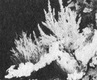 Перистые пучки представляют собой колонии гидроидов, которые, как и коралловые полипы, относятся к типу кишечнополостных, но находятся в довольно далеком родстве с ними