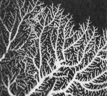 Некоторые группы гидроидных имеют известковые скелеты, хотя они и не являются настоящими кораллами. Таков, например, Stylaster - кишечнополостное животное, обитатель пещер, который внешне похож на горгонарию, или морской веер, но имеет твердый скелет. Такие организмы часто называют 'ложными кораллами'