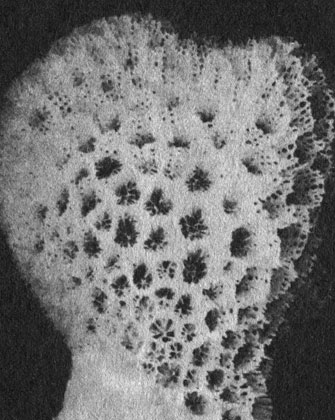 Коралл Alveopora из Индо-Пацифики имеет столь пористый скелет, что, будучи высушенным, не тонет в воде