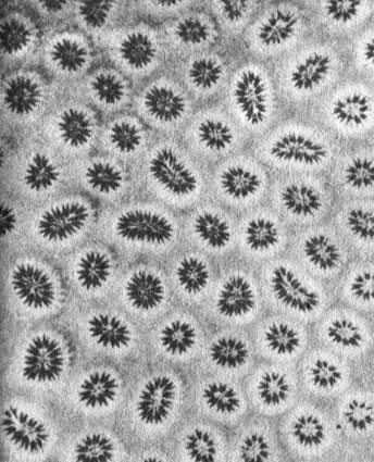 На снимке поверхность колонии атлантического мадрепорового коралла Dichocoenia, с которой удалены все мягкие ткани. В каждом круглом углублении обитал один полип; там же, где полип делился надвое, развились овальные углубления