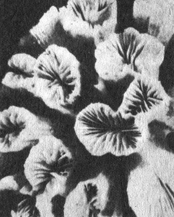 Аналогичным образом ведет себя и коралл Euphyllia из Индо-Пацифики; на переднем плане одна чашечка почти завершила деление пополам. Для обоих видов кораллов характерно внутрищупальцевое почкование, или, иначе, продольное деление; однако у первого вида материал скелета заполняет еще и пространство между чашечками