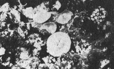 Грибовидные кораллы Fungia представляют собой не прикрепленные к субстрату диски. Это скелеты одиночных полипов. Некоторые из них способны передвигаться, правда, на незначительные расстояния, а большинство могут сами вернуться в нормальное положение, если их перевернуть вверх подошвой