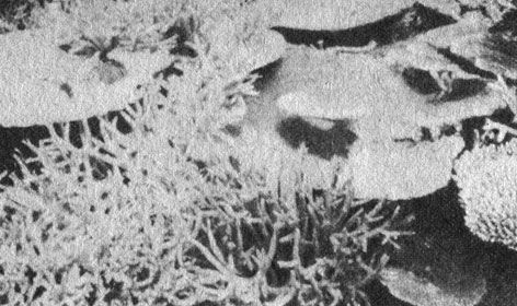 Крупные растения редко попадаются на коралловых рифах. Наиболее заметными организмами здесь являются кишечнополостные животные - мадрепоровые кораллы, альционарии и другие, - в тканях которых живут и размножаются симбиотические одноклеточные водоросли. Так что когда вы смотрите на сад кораллов, вы смотрите также и на сад из миллиардов захваченных полипами растительных клеток