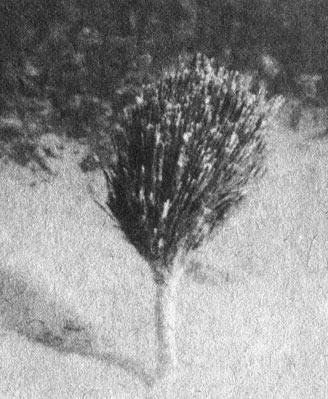 Этот пучок зеленых водорослей имеет свой собственный обызвествленный 'стебель', укрепляющийся в песке. Поэтому эти водоросли, которые относятся к сравнительно небольшому числу крупных растений, встречающихся на рифе, произрастают чаще на песке, чем на твердом грунте. Это водоросль из рода Pennicillus; она растет как на рифах Индо-Пацифики, так и в Карибском море, где и сделан этот снимок