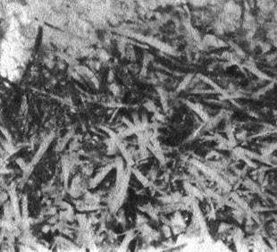В систематике растений морские травы занимают более высокое положение, чем водоросли, но на коралловых рифах встречаются значительно реже последних. Там они растут исключительно на мелководьях, на рифовых платформах или позади них. Иногда морские травы образуют обширные заросли. На фотографии изображен участок рифовой платформы, покрытый зарослями Thalassodendron