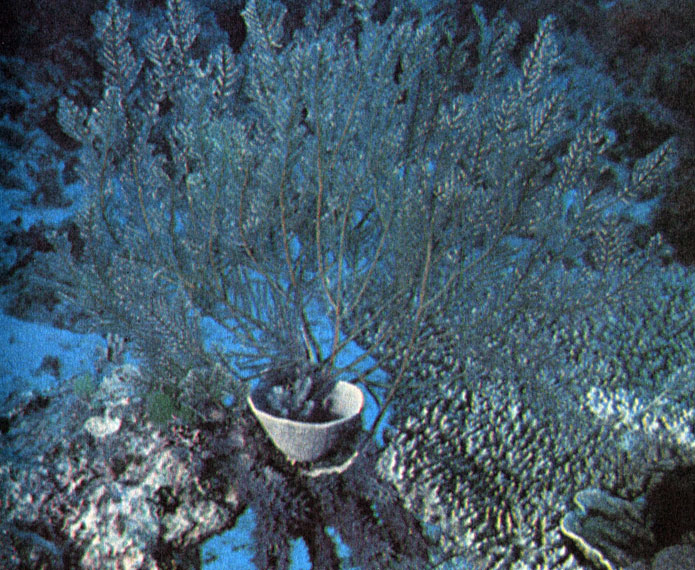 На коралловом рифе вы встретите большее число форм жизни, чем где-либо еще в океане. Мадрепоровые кораллы, губка в форме вазы и колония гидроидов извлекают необходимые им неорганические соединения и питательные вещества из морской воды. Вода, омывающая риф, небогата органикой, и те питательные вещества, которые находятся в связанном состоянии в тканях животных, образуют в пределах биоценоза практически замкнутый круговорот, который действует быстро и эффективно