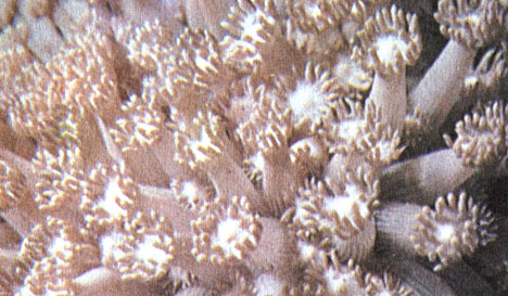 Полипы кораллов рода Goniopora день и ночь расправлены, они сокращаются только тогда, когда к ним прикасаются. Гастральная полость полипов наполнена водой. Каждый полип увенчан кольцом щупалец, окружающих ротовое отверстие. Эти полипы имеют 5 миллиметров в поперечнике и для кораллов необычно длинные - до 10 и более сантиметров