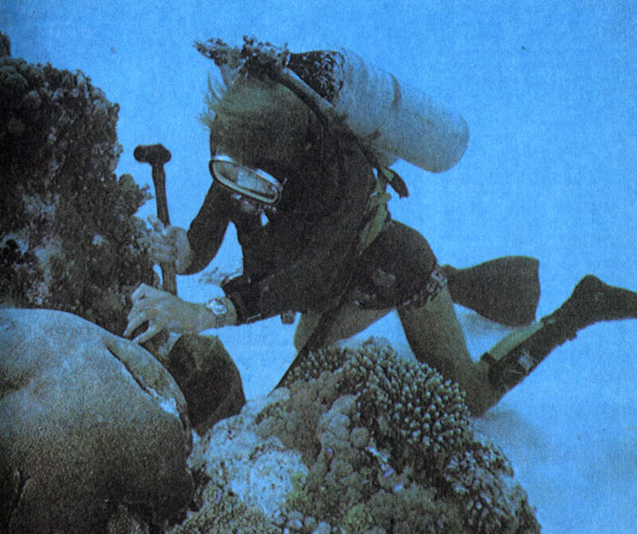 Полипы большинства скелетообразующих кораллов весьма невелики, однако создают громадные известковые постройки. Распространенной формой колоний являются валуны, причем поверхность скелета разных видов имеет различное строение. Валун, от которого исследователь откалывает образец, имеет волнообразный узор: это один из обитающих в Индо-Пацифике кораллов-мозговиков из рода Platygyra