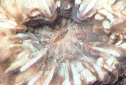Некоторые виды кораллов-рифостроителей не почкуются и остаются одиночными. Этот большой полип Cynarina lacrymalis имеет 5 сантиметров в диаметре. Как и у большинства видов, днем его щупальца сокращены и плотно уложены в чашечке скелета, но, поскольку его ткани прозрачны, под ними можно разглядеть белые радиальные пластинки, или склеросепты. В центре полипа виднеется приоткрытое ротовое отверстие овальной формы