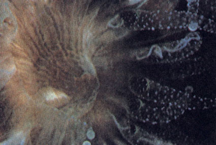 Увеличенное изображение одного полипа скелетообразующего коралла рода Favia. Эти полипы расправляются только ночью, чтобы ловить зоопланктон. На прозрачных щупальцах видны непрозрачные пятнышки - это батареи стрекательных клеток