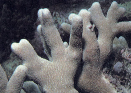 Вторым по числу видов родом мадрепоровых кораллов является род Porites. Большинство видов этого рода имеет форму маленьких валунов, другие листовидную и разветвленную. На снимке разветвленная колония вида, обитающего в Индо-Пацифике; другие виды с колониями сходной формы играют важную роль на мелководных участках рифов Атлантики