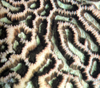 Крупным планом дан коралл-мозговик Platygyra, обитающий в Индо-Пацифике. Сильно сократившаяся бледно-зеленая ткань его полипов лежит на дне извилистых ложбинок и чашечек скелета. Перегородки между полипами также покрыты тонким слоем живой ткани, но коричневого цвета