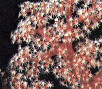 Существует много форм мягких кораллов, или альционарии, которые также представляют собой колонии маленьких полипов. Наиболее важное отличие этих кораллов заключается в том, что их скелеты состоят из мягкого органического материала, а не из твердой породы. Полипы альционарий всегда имеют 8 щупалец, тогда как число щупалец мадрепоровых кораллов равно или кратно 6. На снимке изображена колония альционарий из рода Telesto