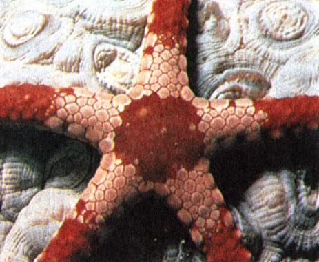 Хищная морская звезда Fromia питается небольшими животными, такими, как некоторые мелкие виды моллюсков, заглатывая их целиком. В отличие от большинства морских ежей, являющихся растительноядными животными, большинство морских звезд - хищники