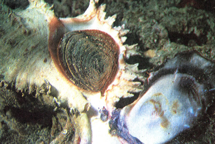 Брюхоногий моллюск Murex ramosa (слева) был найден в момент, когда он поедал жемчужницу (справа). Будучи перевернутым, животное втянулось в раковину, закрыв ее устье плотной крышечкой. Полагают, что покрытая шипами раковина мурекса отпугивает хищников