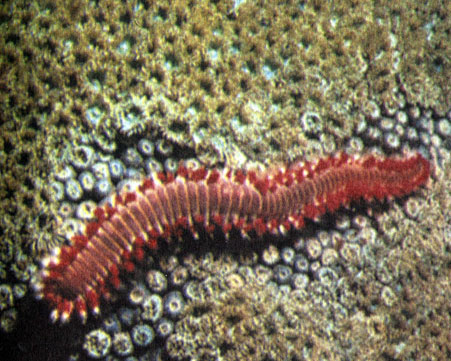 Этот карибский многощетинковый червь Hermodice carunsulata относится к группе донных животных, питающихся полипами мадрепоровых кораллов. Каждое такое животное за час способно 'обработать' около квадратного сантиметра поверхности колонии коралла. Однако плотность многощетинковых червей обычно не столь велика, чтобы нанести заметный ущерб рифу