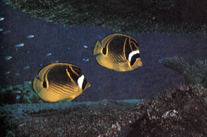 Эти похожие на енота рыбы-бабочки относятся к роду Chaetodon, представители которого питаются исключительно полипами кораллов. Группа рыб, которые едят мадрепоровые кораллы, немногочисленна